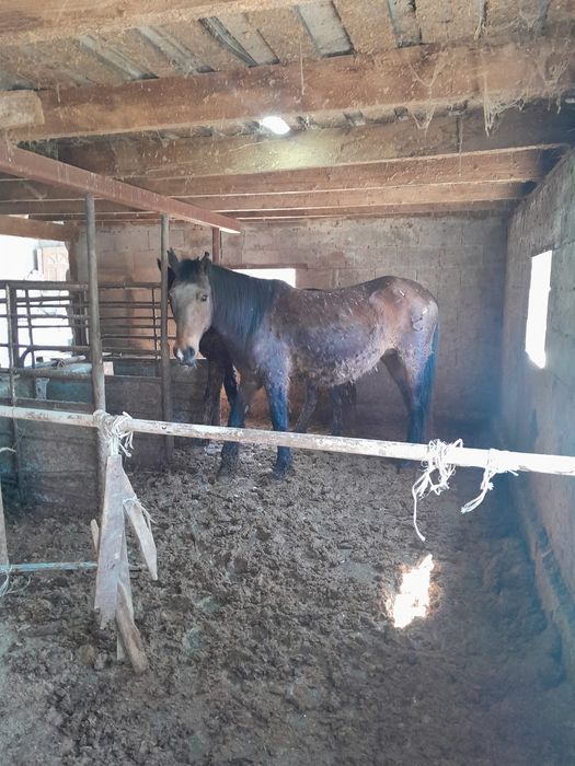 Семіз бие сатамын