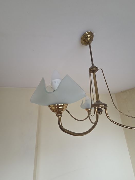 Полилей месингов