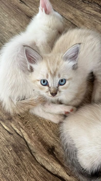 Отдам котят в добрые руки