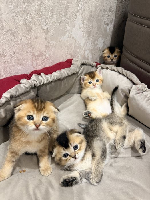 Toza qon Zotdor mushuklar