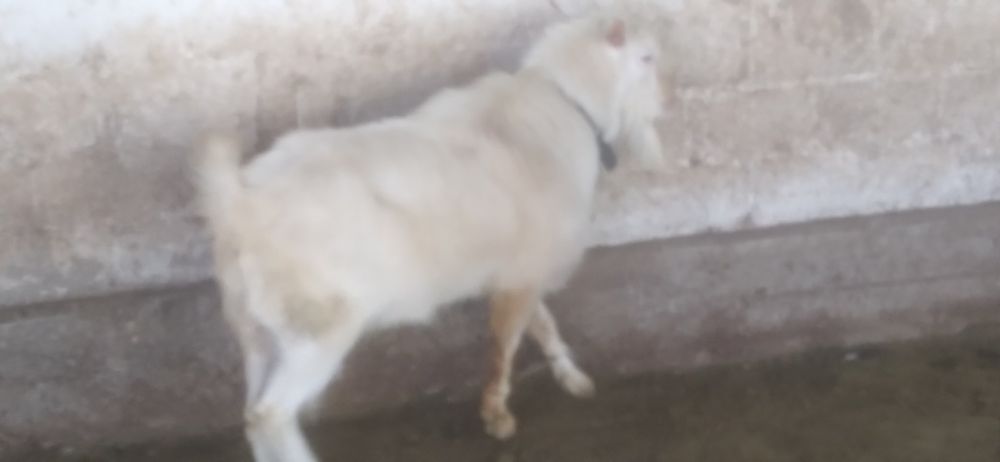 Продаются козёл.