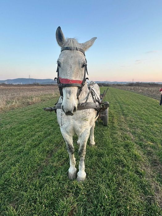 Vând iapă bună - 3000 euro