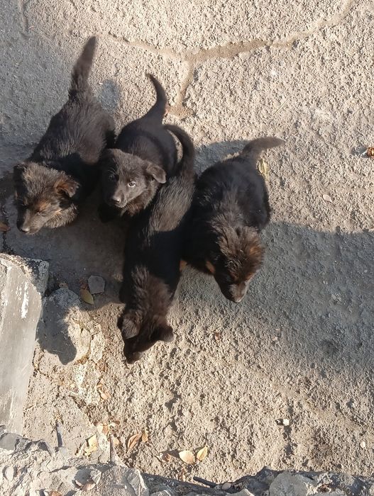 Продаются щенки немецкой овчарки