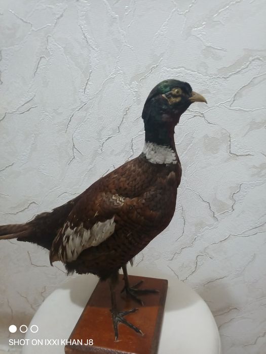 Чучело фазан.   .