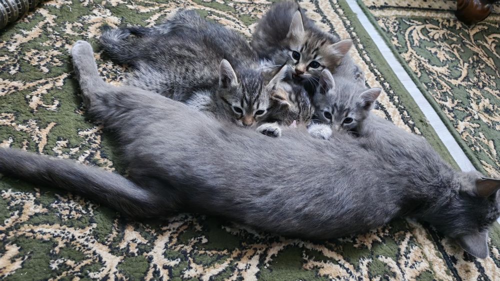 Продаются котята 2девочки 1мальчик.Мушукчалар сотилади 2киз 1оґил