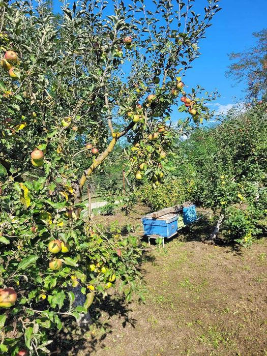 Vand casa la munte ,in Corbsori ,Arges,cu toate conditiile,apa ,gaze