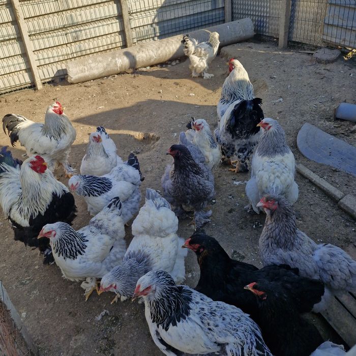 cocosi de vanzare brahma și oua.