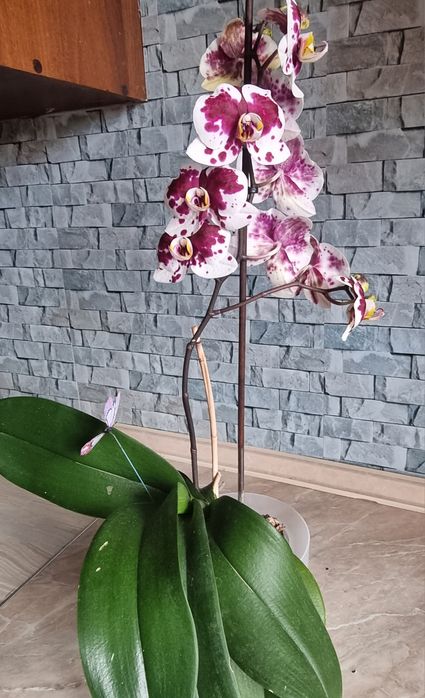 Продам    орхидею