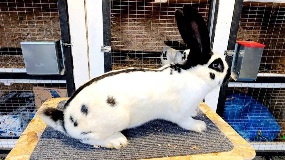 Iepuri fluture german