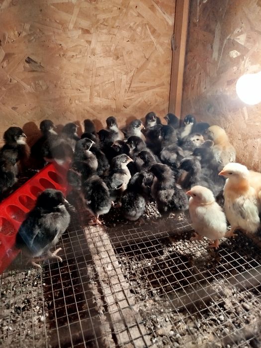 Цыплята недельные