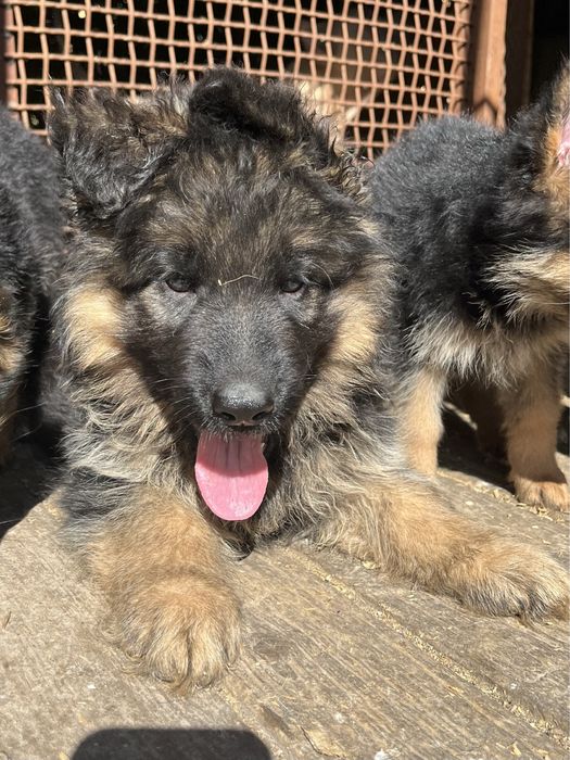 Щенки немецкой овчарки