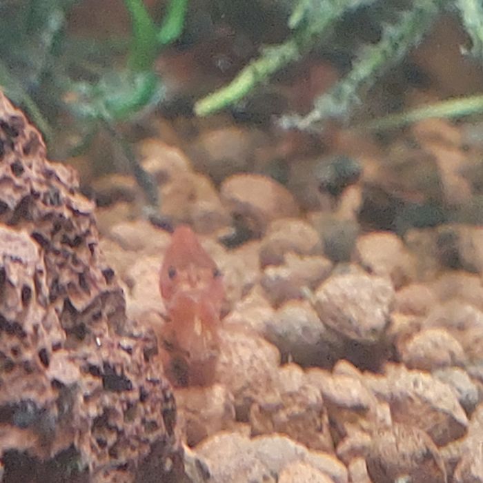 Продам срочно красные аквариумные креветки