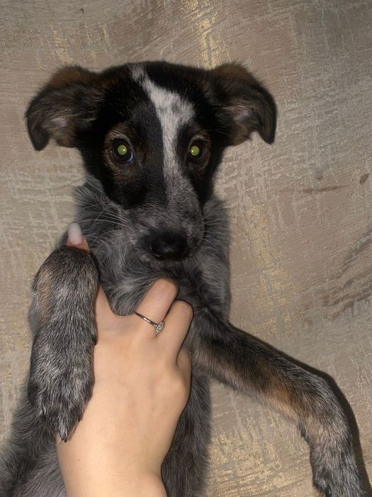 Привиты и проглистогонены щенятки