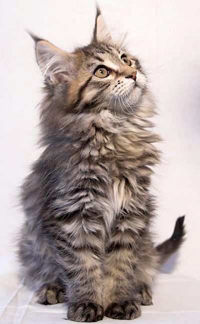 Котенок мейн-кун девочка 3 месяца