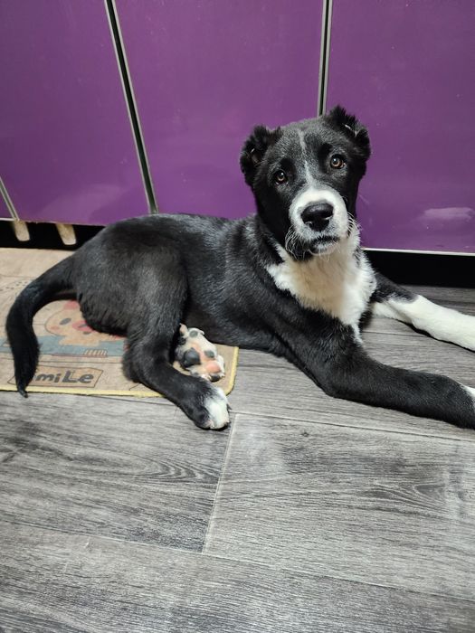 Продам щенка алабая