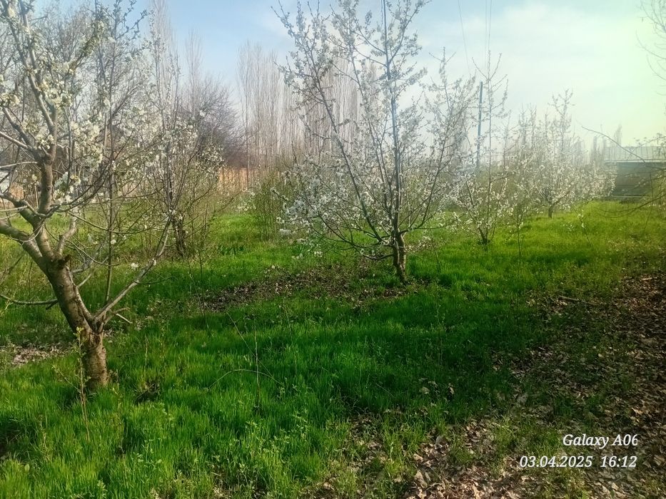 Ташкент вилояти Паркент туман Бустон кфй Ачиксой мой