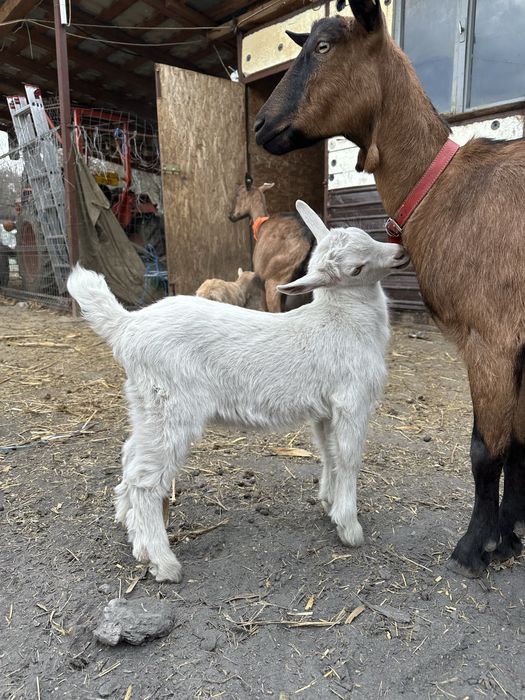 Tapisori si pereche saanen si metis alpina