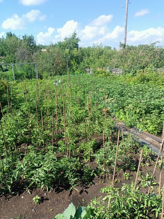 Дача пионер лагеря