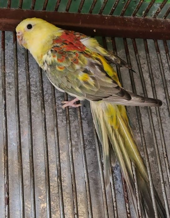 Papagali de vânzare