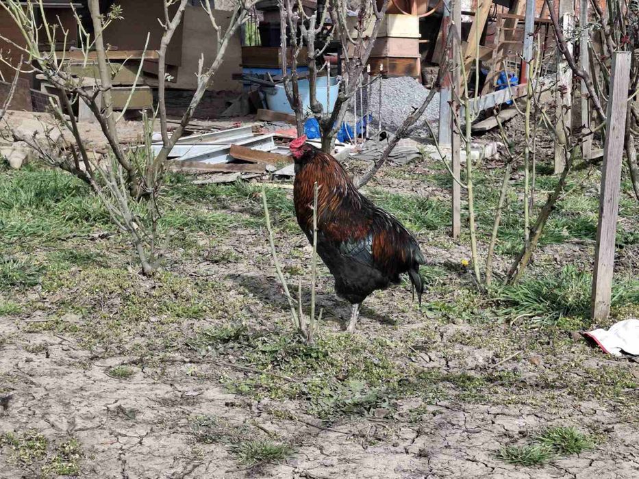 Петел порода Араукана