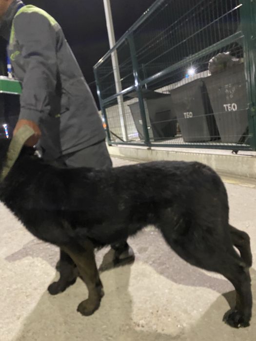 Немецкая овчарка