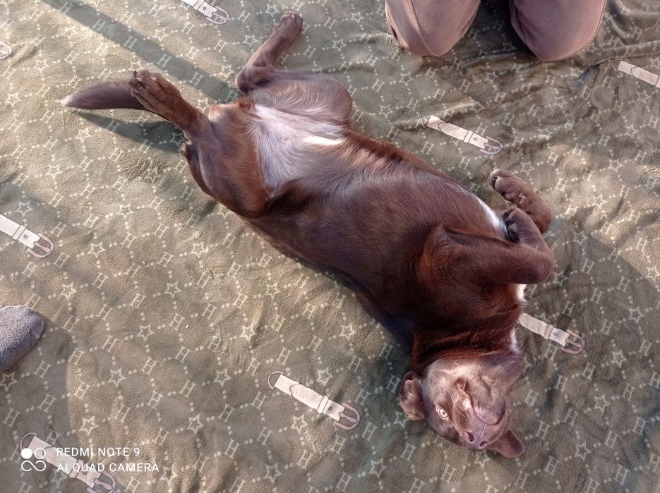 Лабрадор девочка