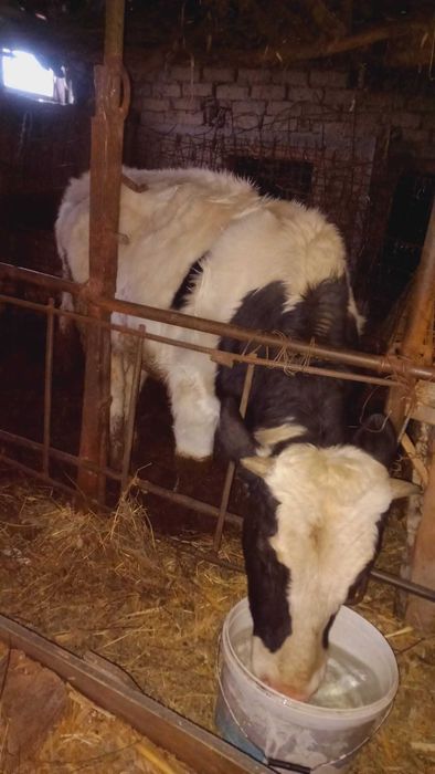 Tăuraș bălțată româneasca