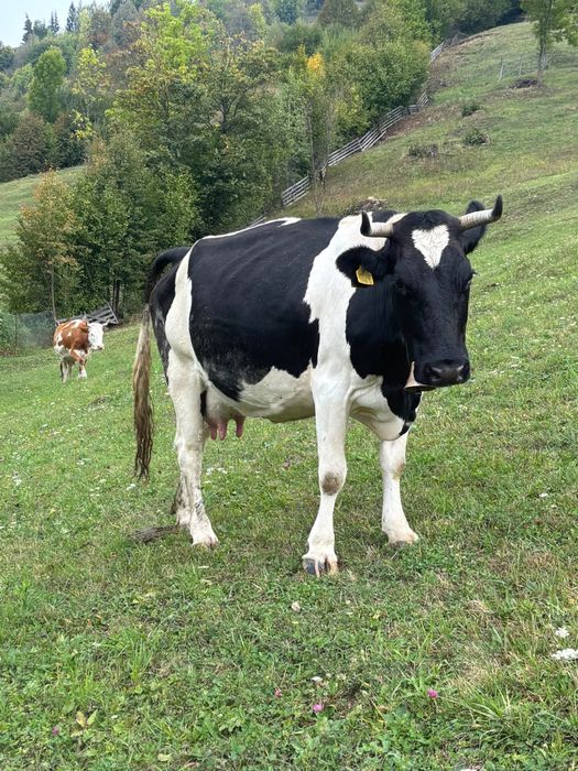 Vand vaca gestanta