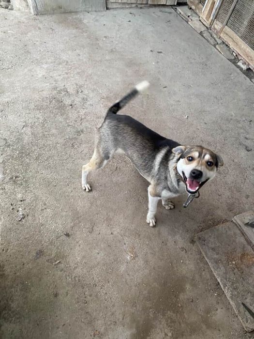 Подарявам куче спешно