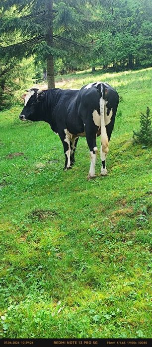 Vând  Taur cu vârsta de un an jumate.
