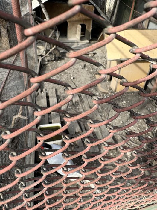 Продавам фазани-мъжки и женски