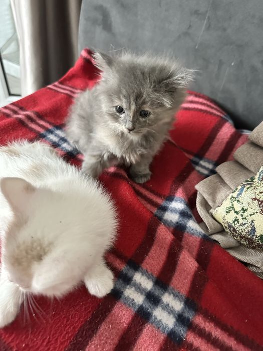 отдам котят в хорошие руки