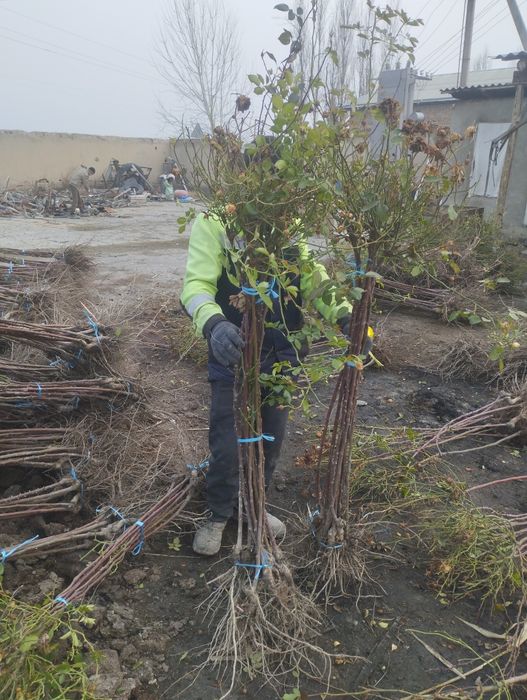 Штампвий гуллар сотилади