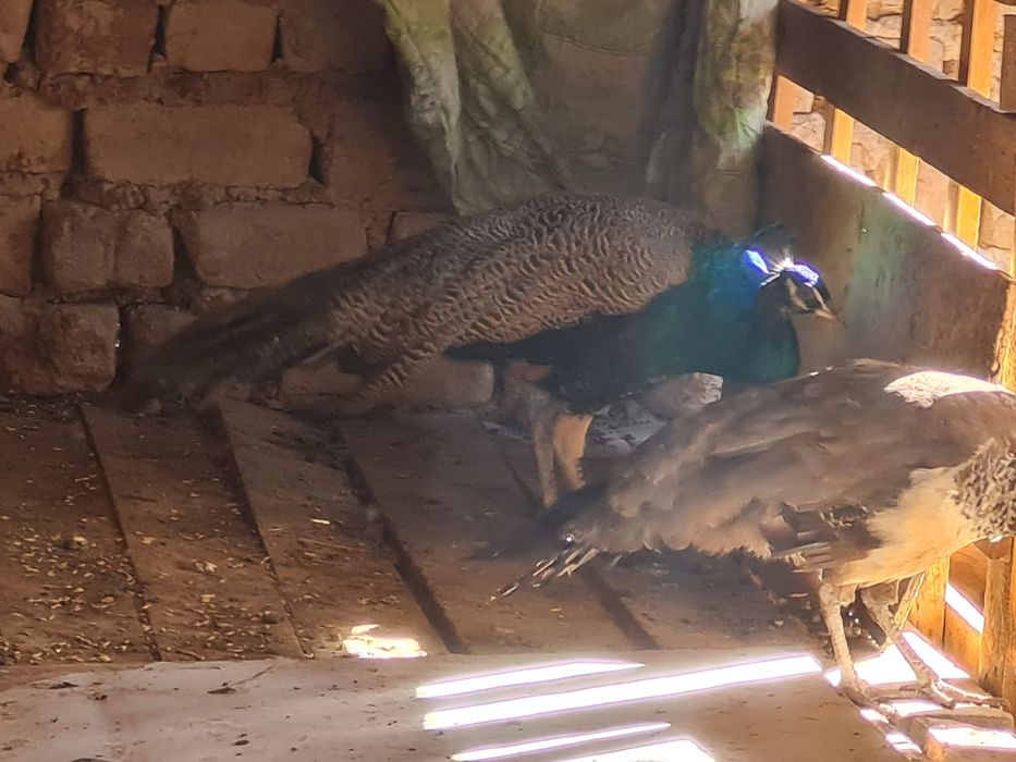 Райская птица ПАВЛИН и две павы !!!
