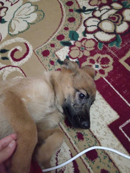 Отдам щенка в добрые руки