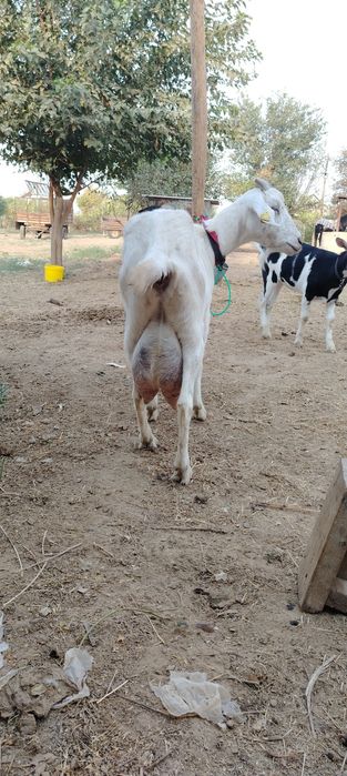 Ешкы сатылады 500мын бары