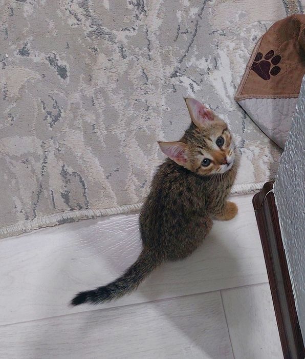 Отдам в добрые руки двух котят.