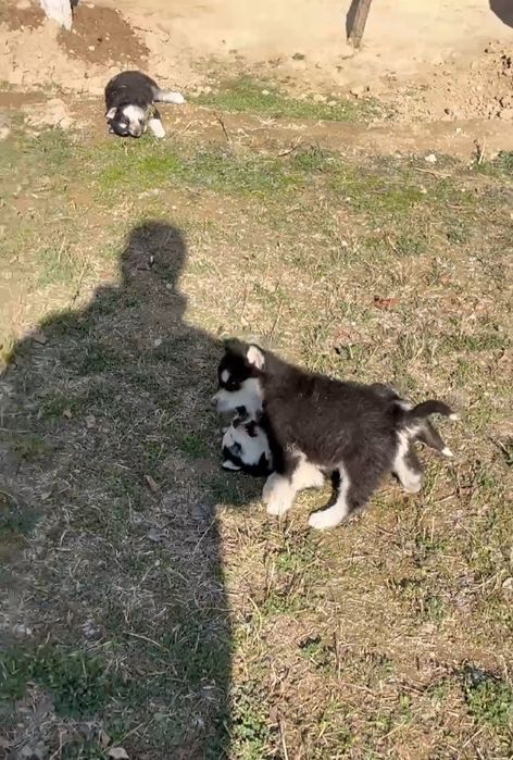 Шеночки хаски чистокровные