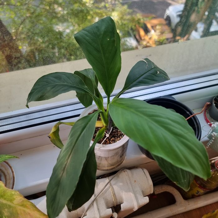 Фикус Панда и другие цветы