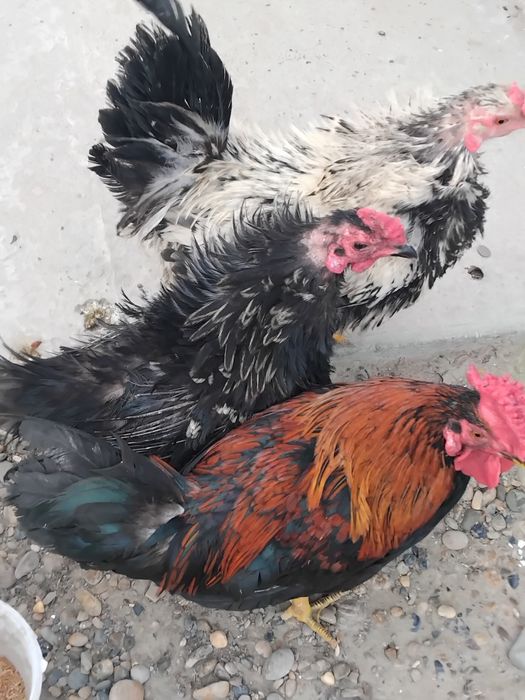 xuruschalar sotiladi