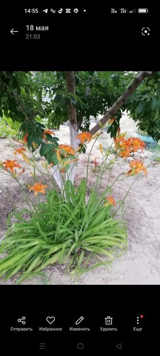 Многолетний цветок лилия