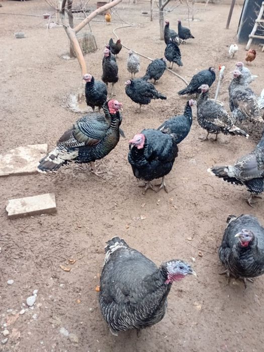 Индюки 7 месячные.