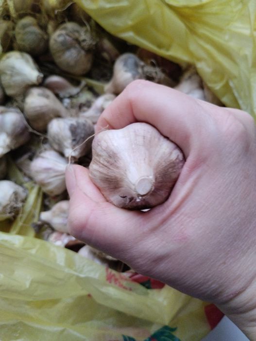 Продам чеснок домашний
