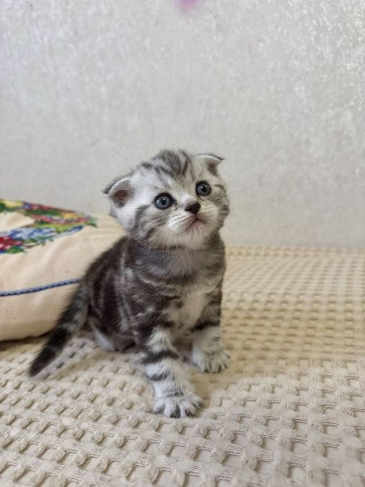 Вислоухие Шотландские котята