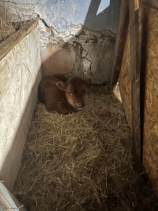 Продается корова.