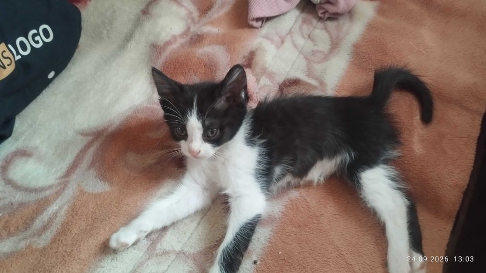 Отдам котят в хорошие руки.
