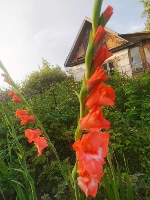 Ромашки, гелиопсис, гладиолусы/ букеты, цветы