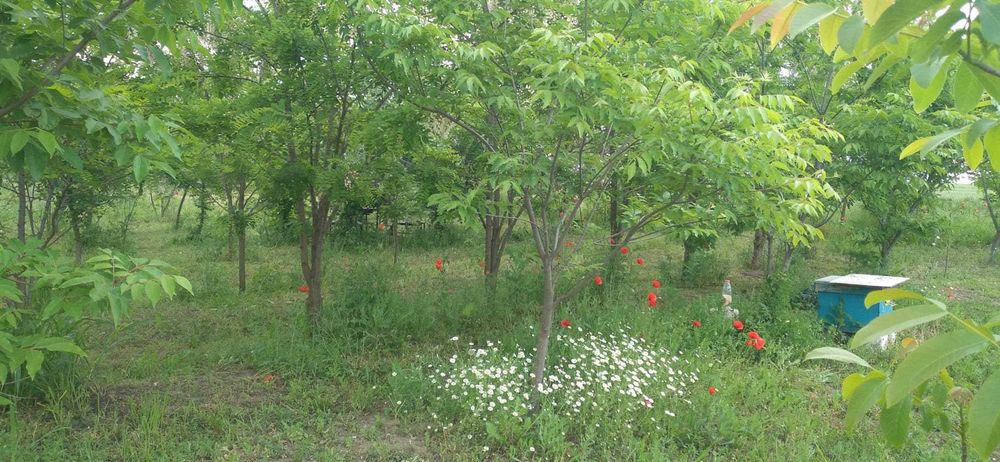 Vand 3 locuri de casa a cate 1500 mpatrati fiecare adica 15 arii