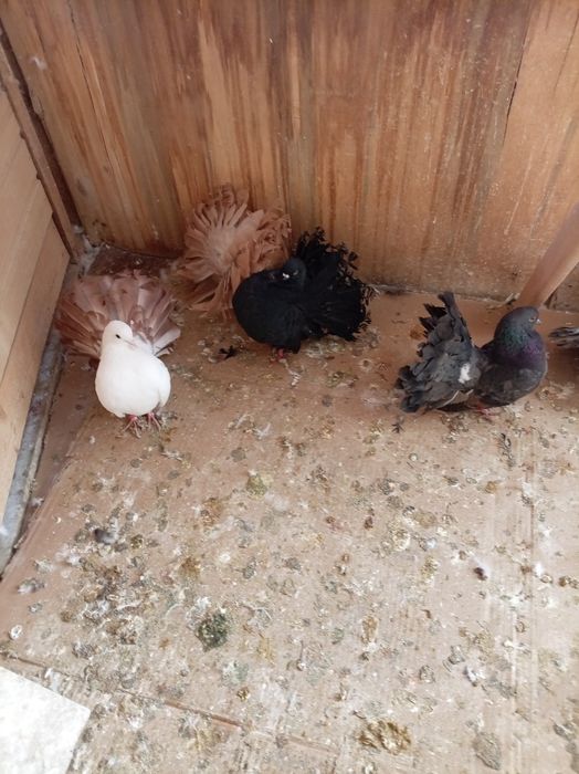 Голуби павлины кептер