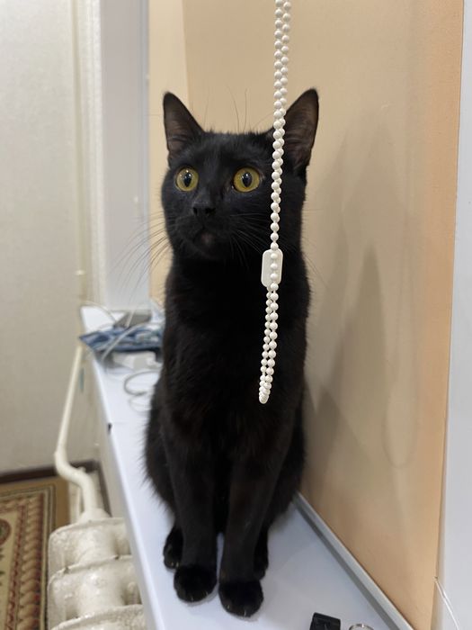 Продаю кота за 500тг